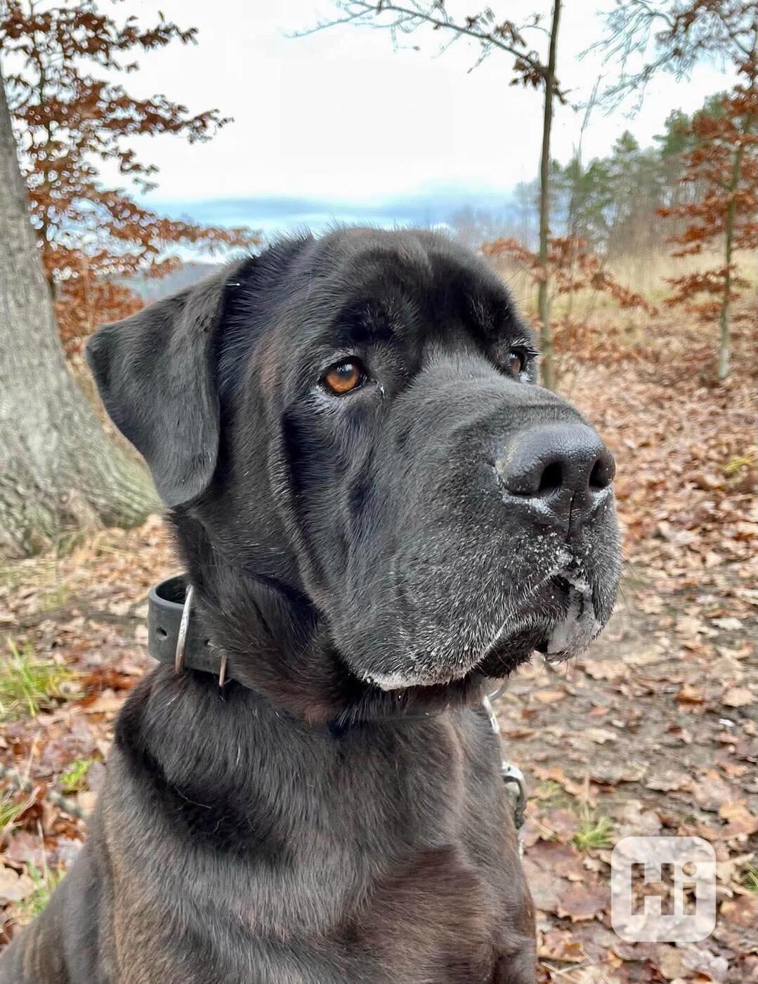 JACK - +- 50 kg, kastrovaný psík 6 let  - foto 1