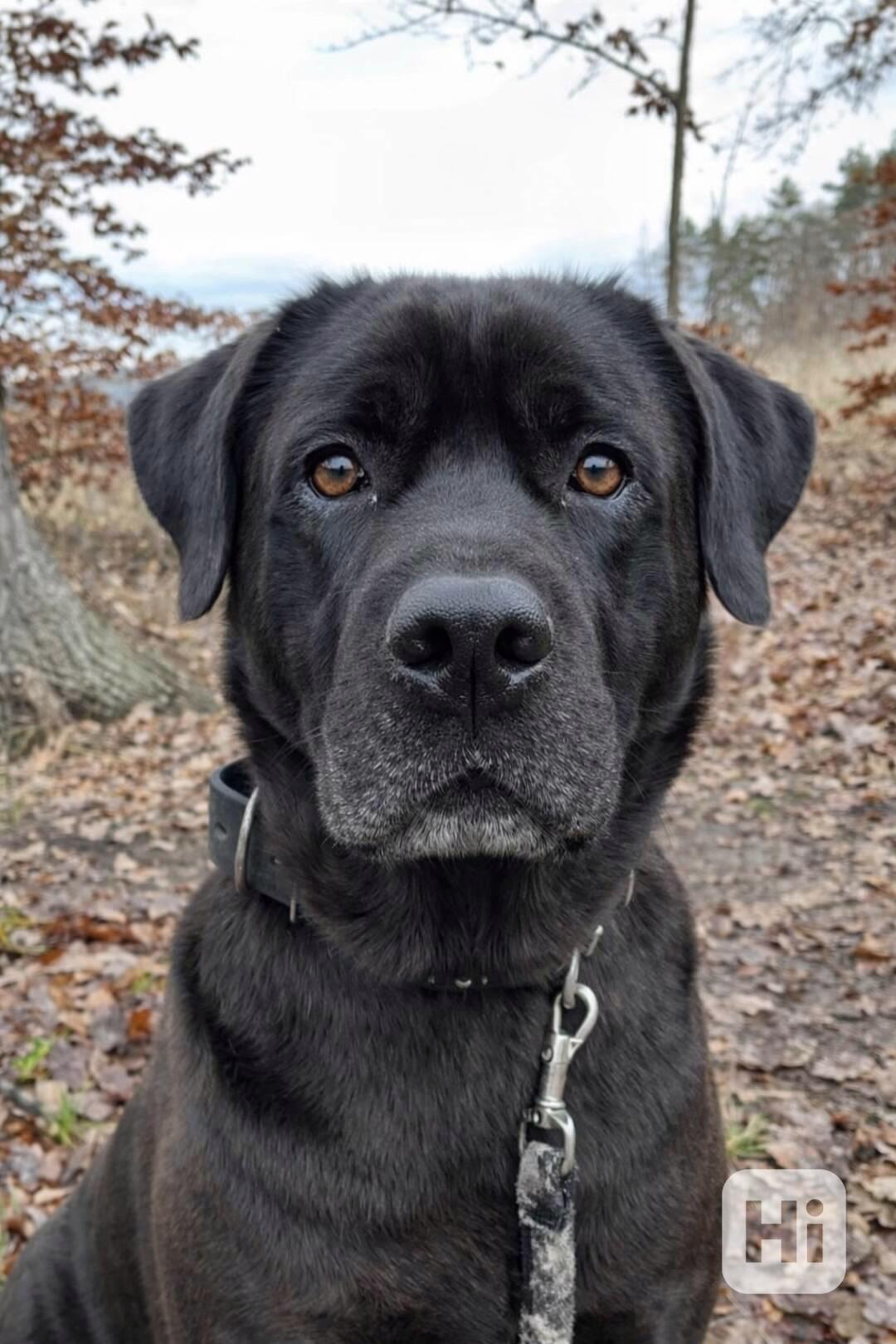 JACK - +- 50 kg, kastrovaný psík 6 let  - foto 1