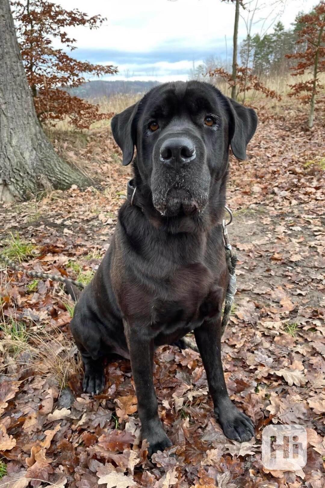 JACK - +- 50 kg, kastrovaný psík 6 let  - foto 1