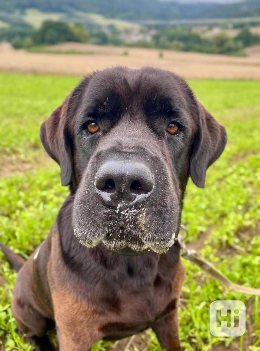JACK - +- 50 kg, kastrovaný psík 6 let  - foto 1