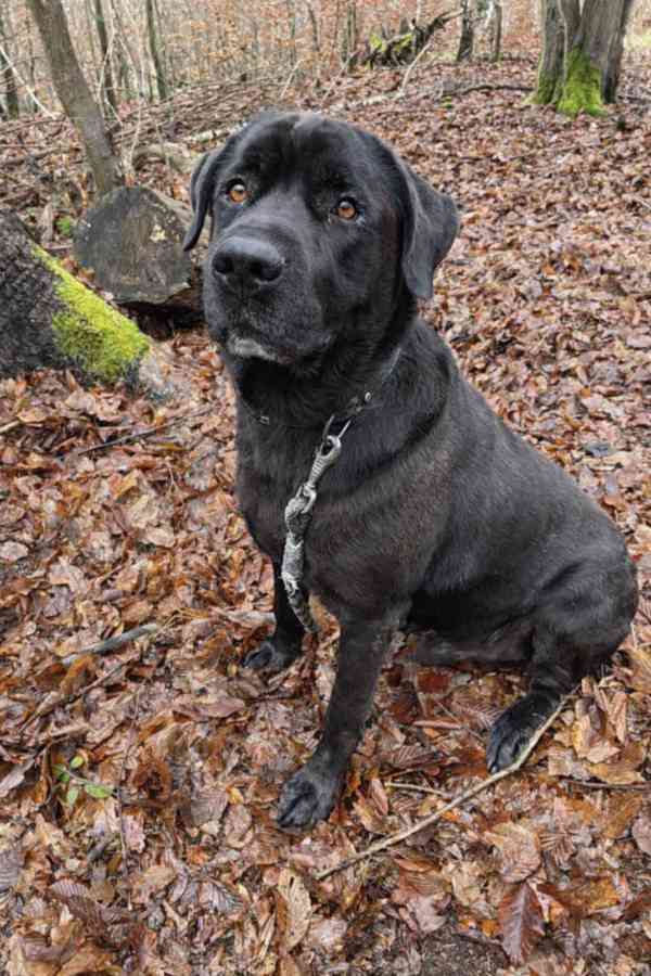 JACK - +- 50 kg, kastrovaný psík 6 let  - foto 6