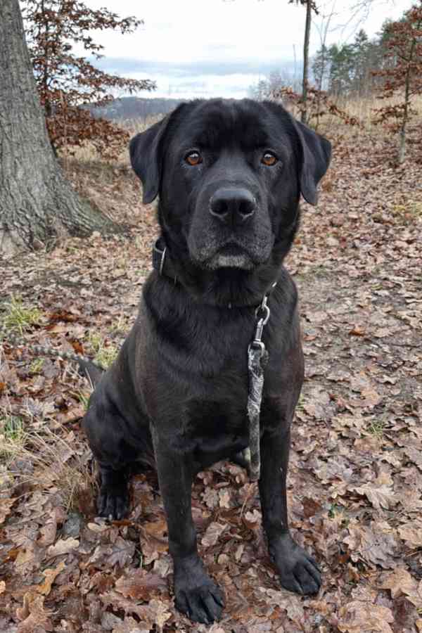 JACK - +- 50 kg, kastrovaný psík 6 let  - foto 5