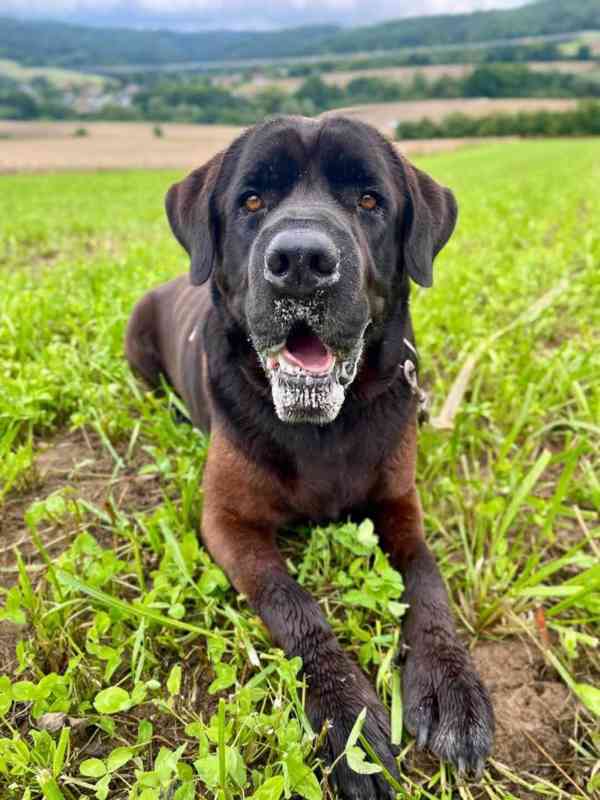 JACK - +- 50 kg, kastrovaný psík 6 let  - foto 3