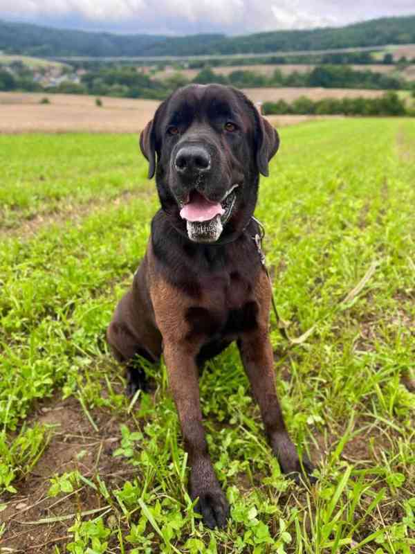 JACK - +- 50 kg, kastrovaný psík 6 let  - foto 2