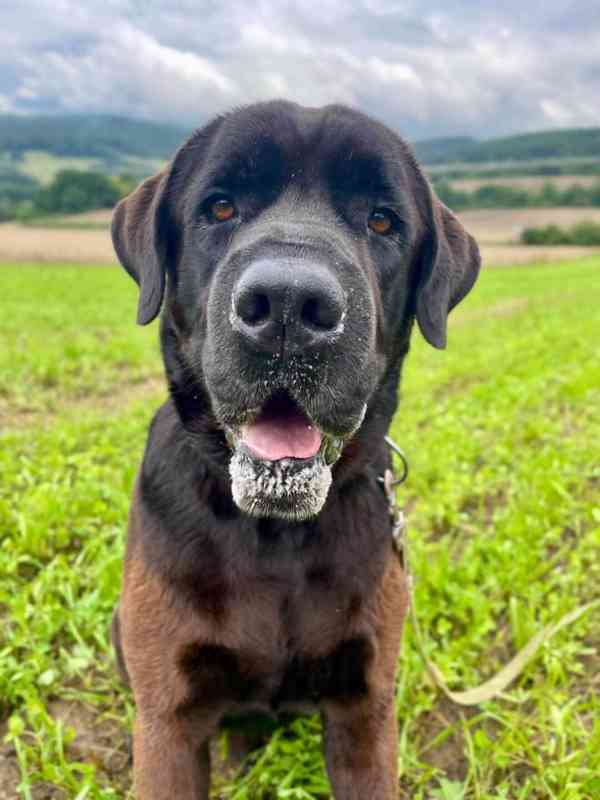 JACK - +- 50 kg, kastrovaný psík 6 let  - foto 4