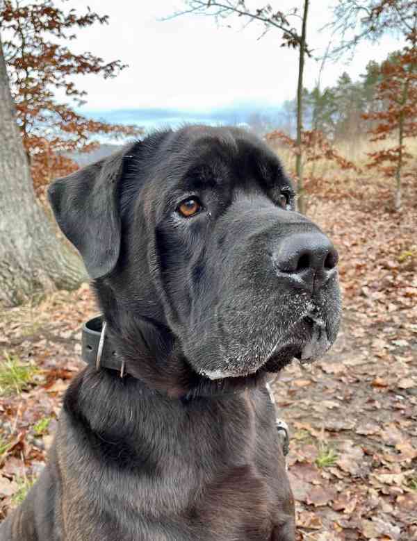 JACK - +- 50 kg, kastrovaný psík 6 let  - foto 1