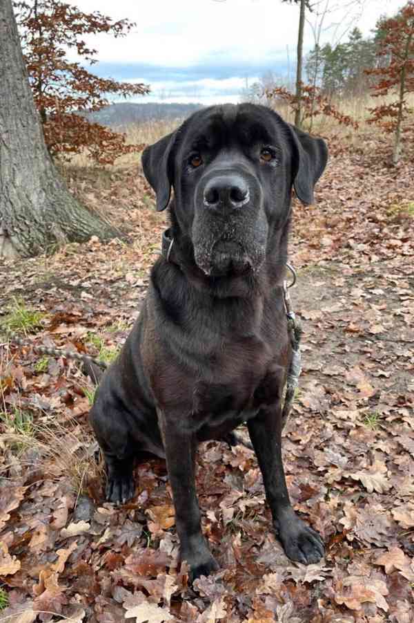 JACK - +- 50 kg, kastrovaný psík 6 let  - foto 3