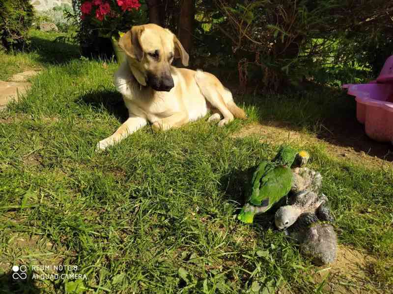 Prémioví ručně odchovaní papoušci, zdravá mláďata a oplozená - foto 8