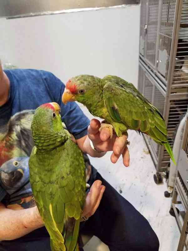 Prémioví ručně odchovaní papoušci, zdravá mláďata a oplozená - foto 14