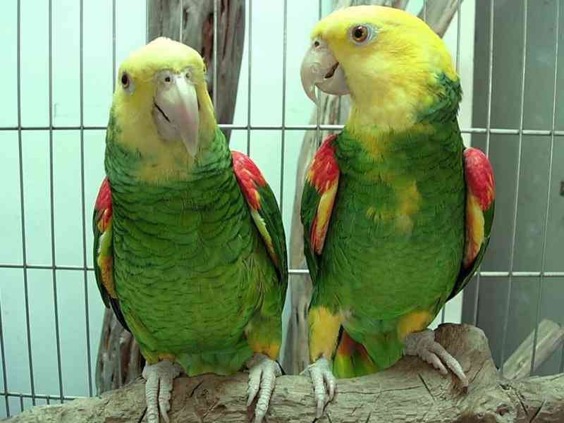 Prémioví ručně odchovaní papoušci, zdravá mláďata a oplozená - foto 5