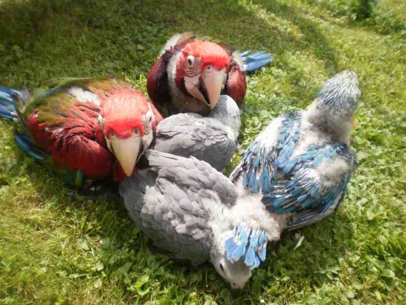 Prémioví ručně odchovaní papoušci, zdravá mláďata a oplozená - foto 7