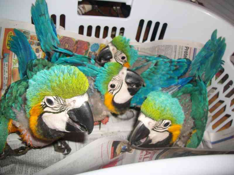 Prémioví ručně odchovaní papoušci, zdravá mláďata a oplozená - foto 3