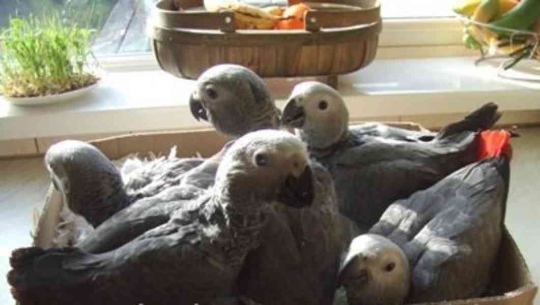 Prémioví ručně odchovaní papoušci, zdravá mláďata a oplozená - foto 10