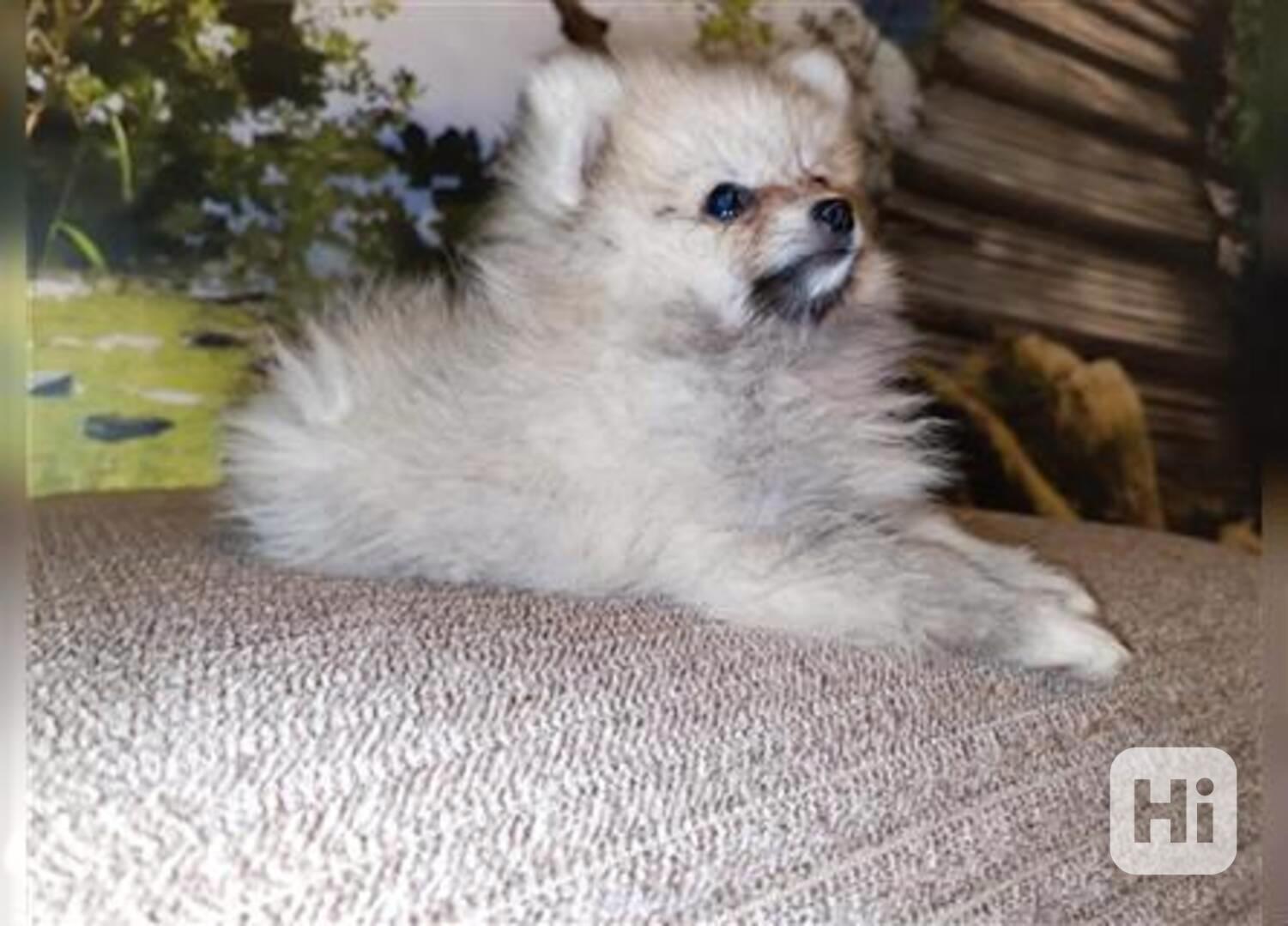 štěňata plemene Pomeranian. - foto 1