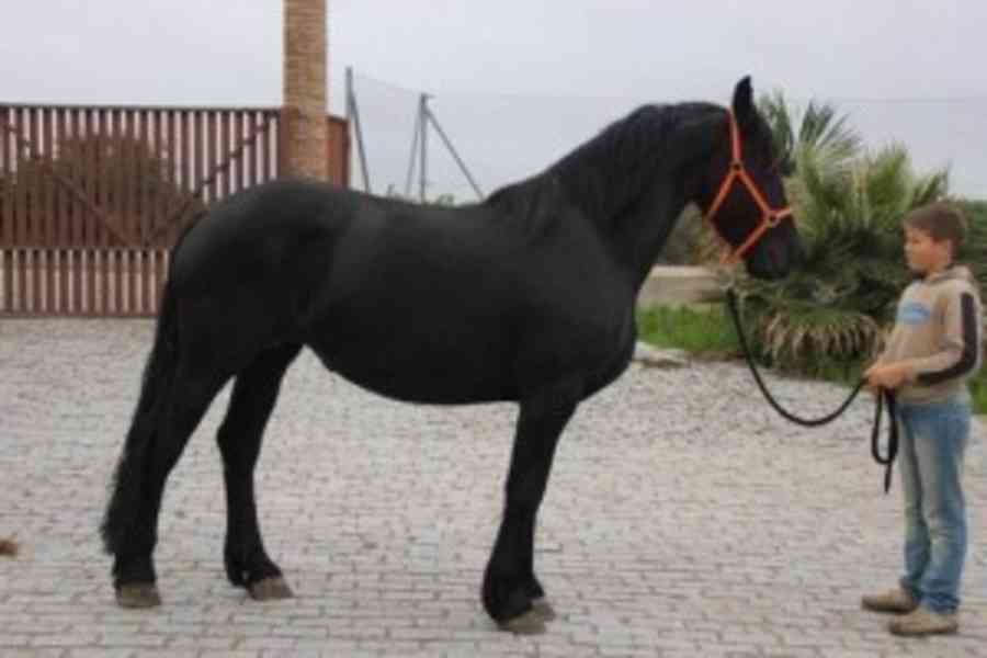 Krásné Fríské Koně K Adopci    Toto je sedm let starý vysněn - foto 1