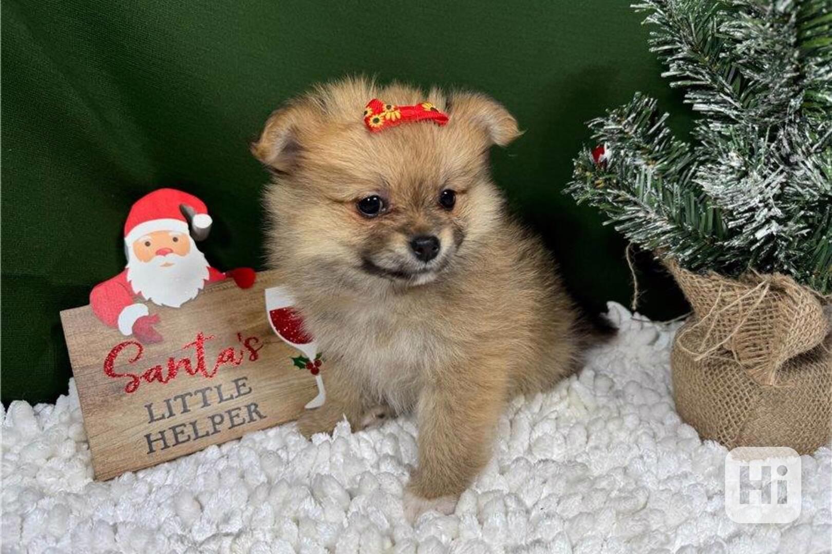 Čistokrevný pomeranian. - foto 1