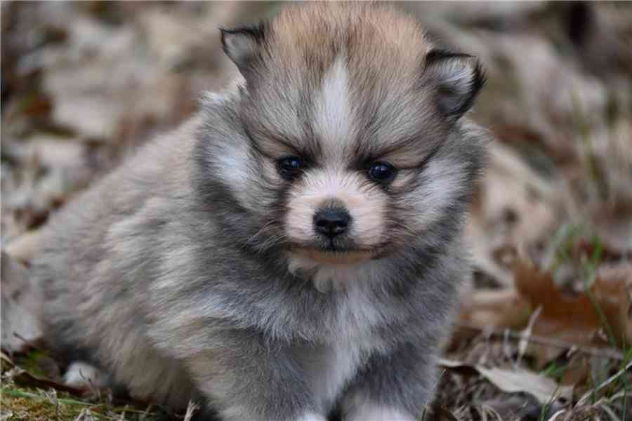 Čistokrevný pomeranian. - foto 7