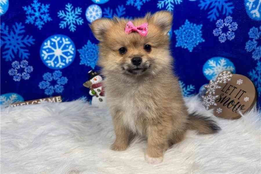 Čistokrevný pomeranian. - foto 3
