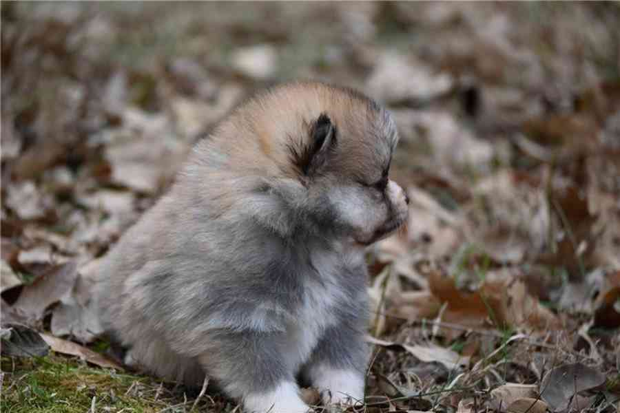 Čistokrevný pomeranian. - foto 6