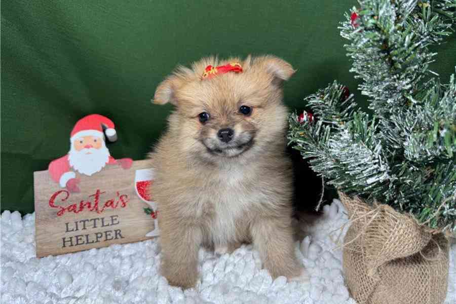 Čistokrevný pomeranian. - foto 2