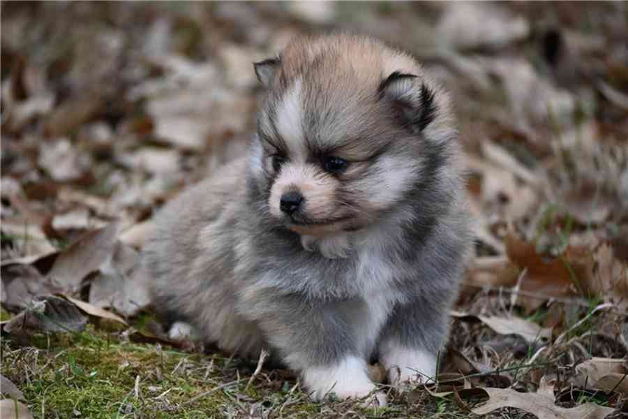 Čistokrevný pomeranian. - foto 5