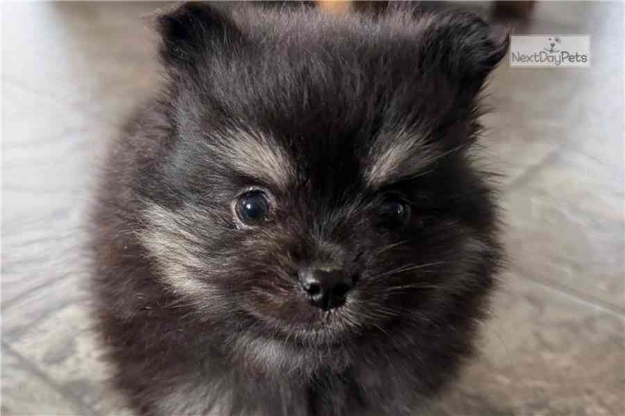 Čistokrevný pomeranian. - foto 4