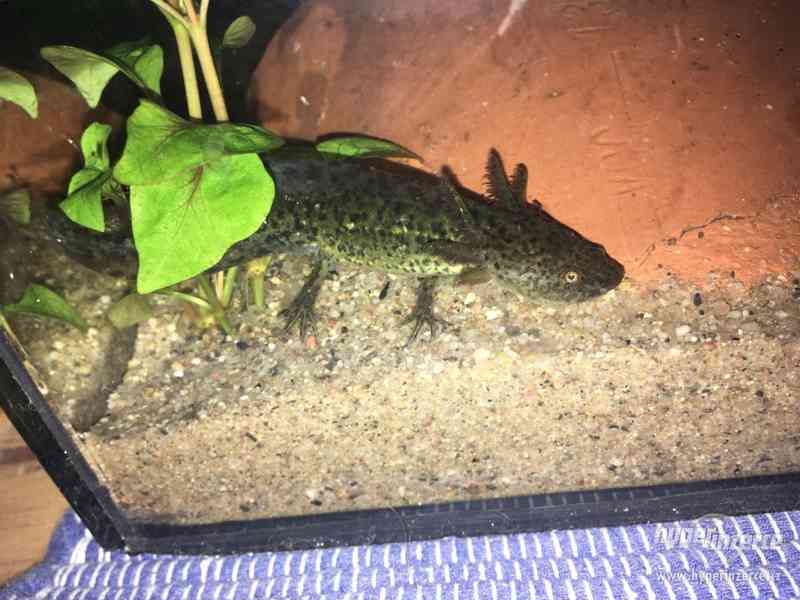 Prodám axolotla mexického - foto 1