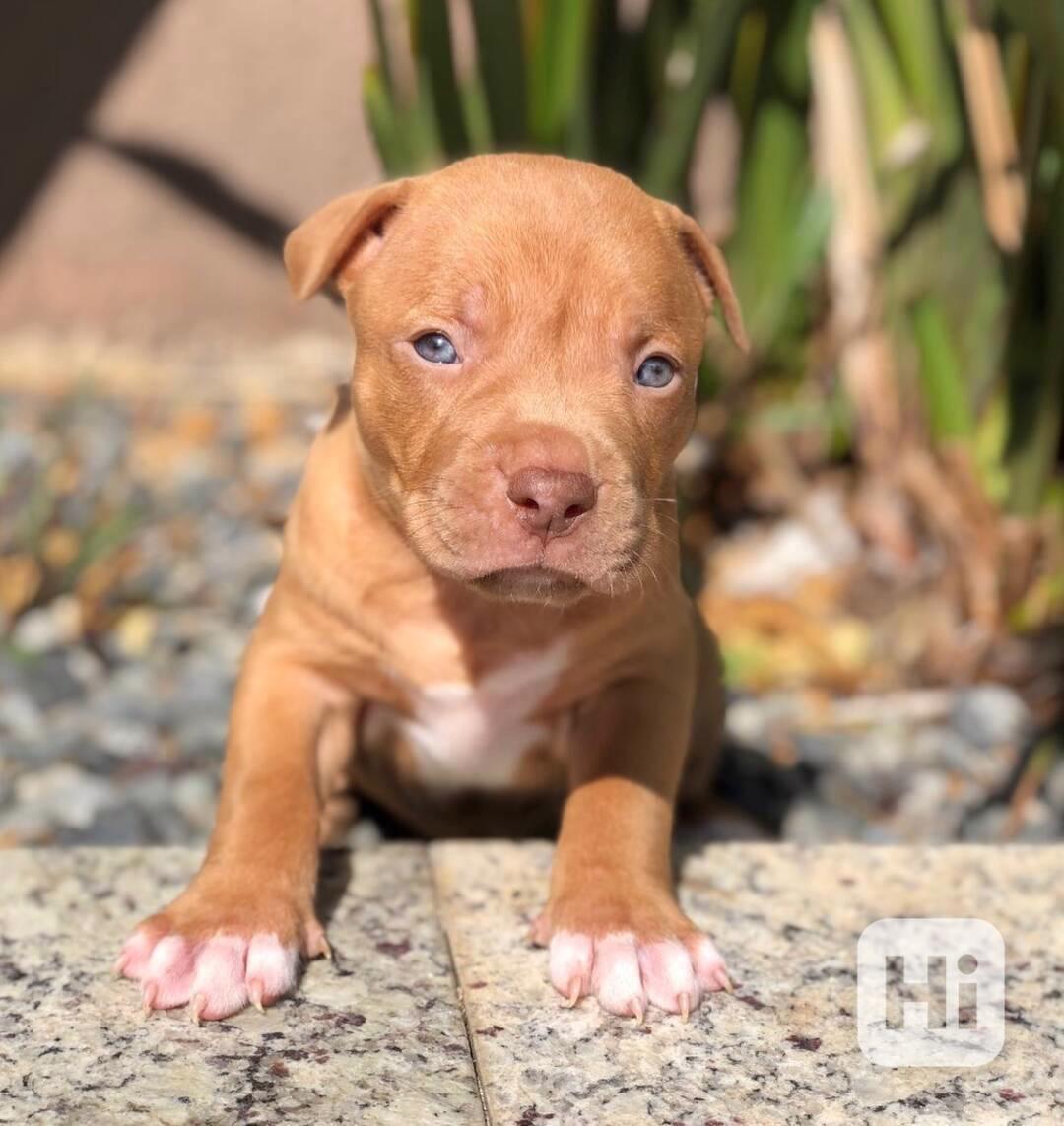 Dech beroucí pitbull štěně - foto 1