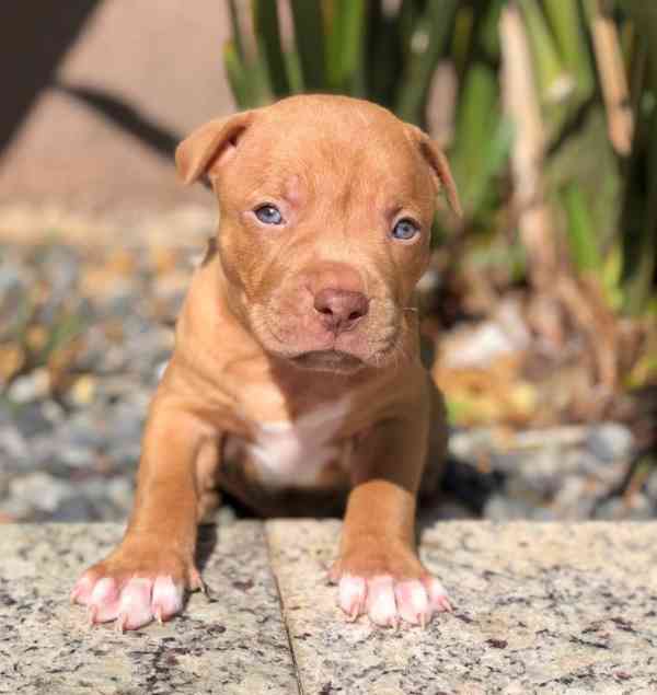 Dech beroucí pitbull štěně - foto 1