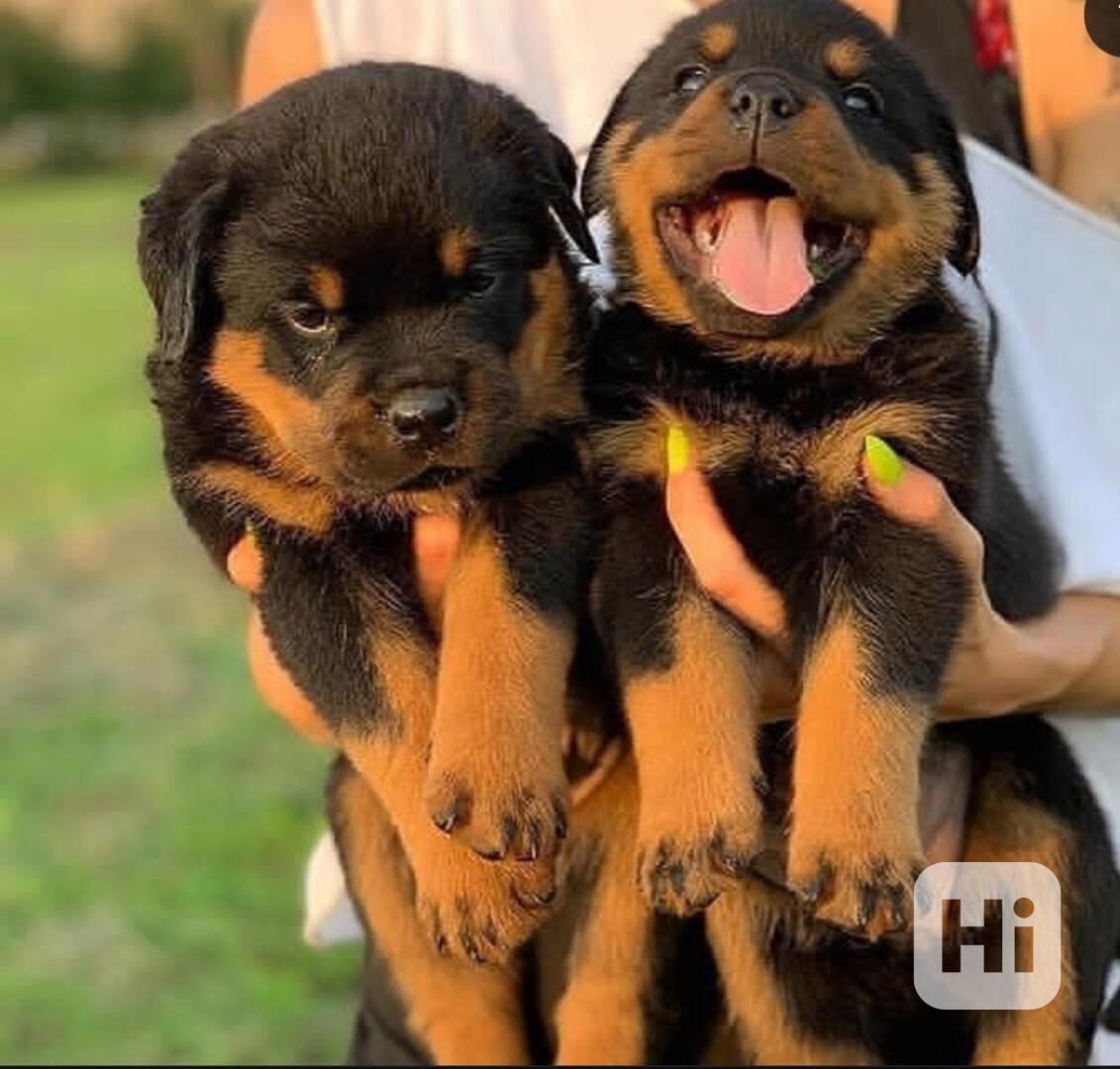 Střih rotvajlerů k adopci - foto 1