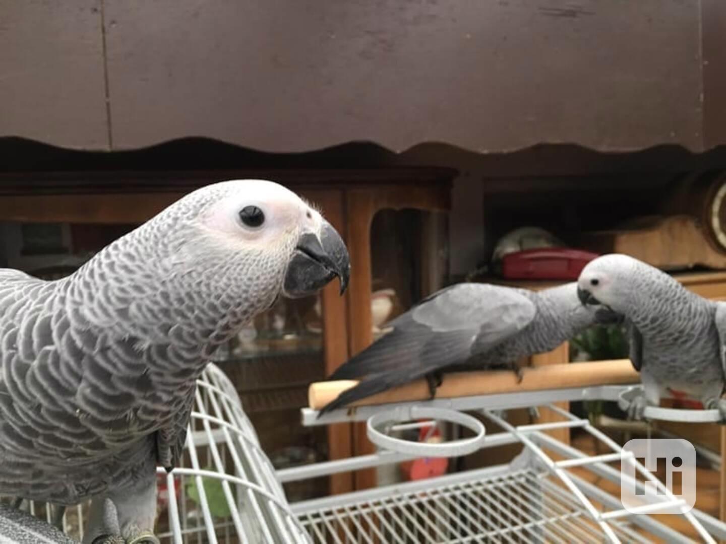 pár mluvících afrických papoušků šedých - foto 1