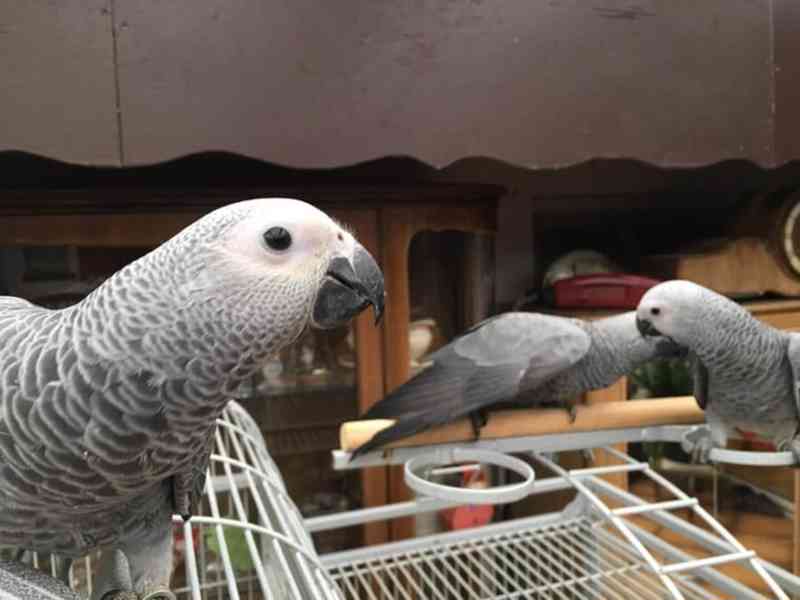 pár mluvících afrických papoušků šedých