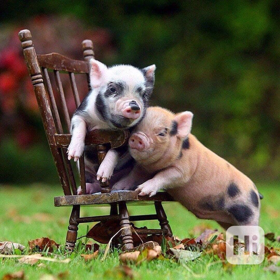 Zdravá prasata k prodeji - foto 1