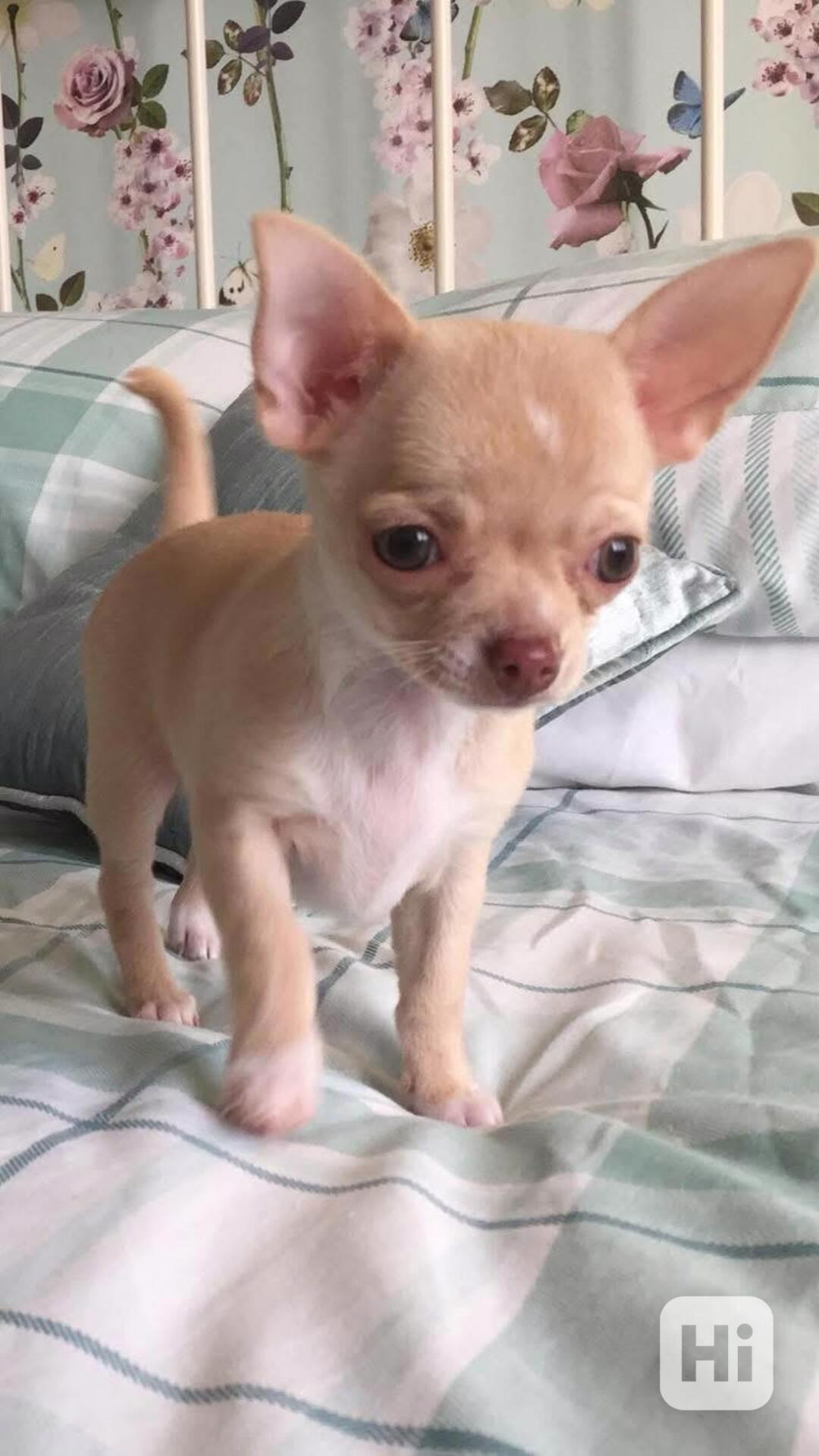 Štěňata čivavy - foto 1