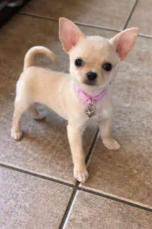 Štěňata čivavy - foto 2