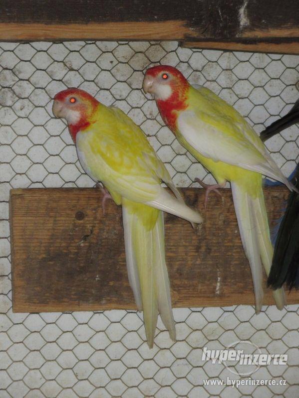 Rosela pestrá lutino - silné kusy :-) - foto 1