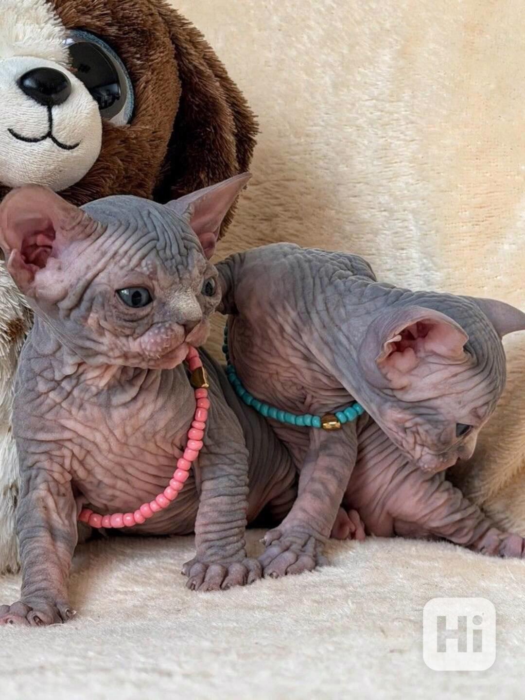  sphynx k adopci - foto 1