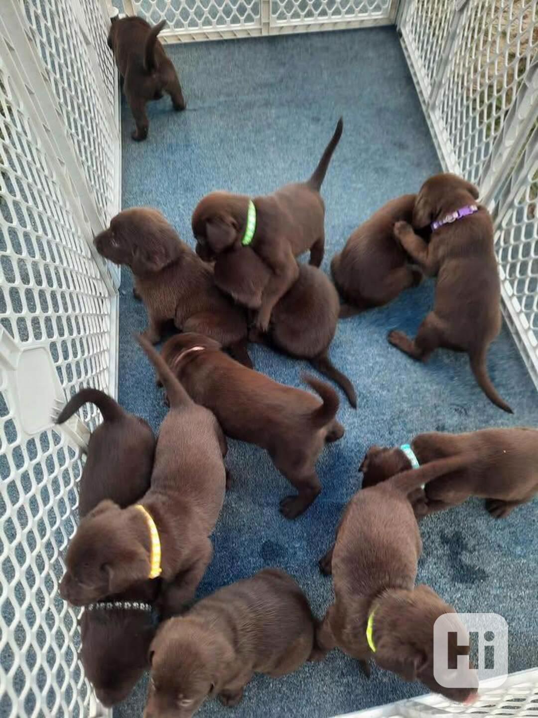 Labradorský retrívr - foto 1