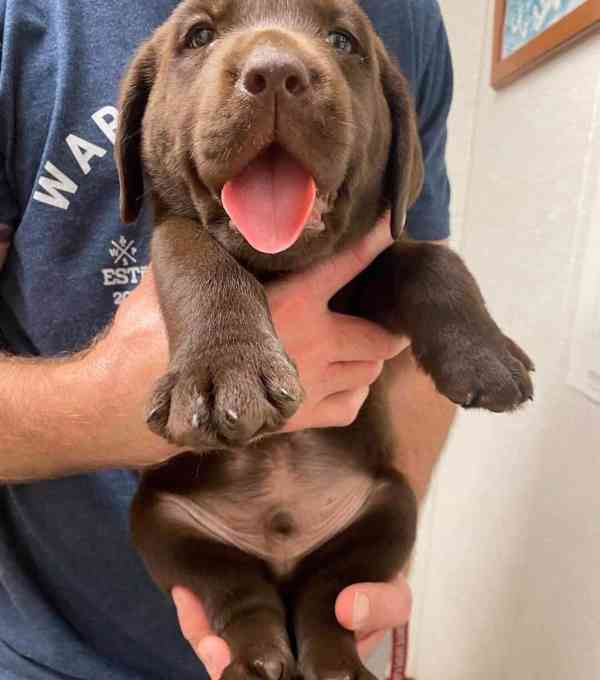 Labradorský retrívr - foto 4