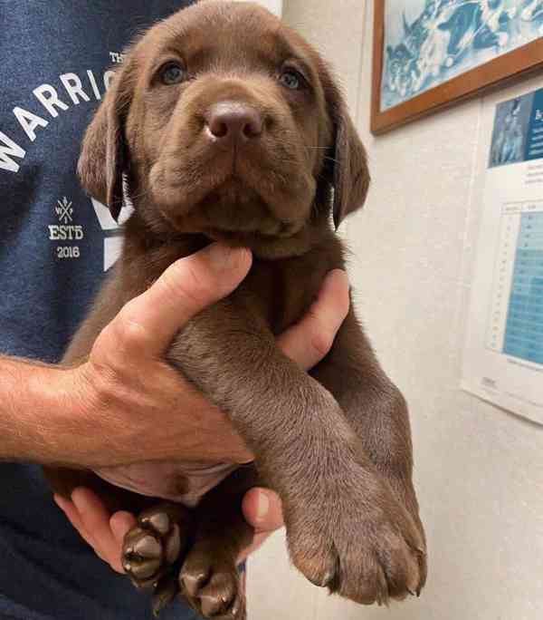 Labradorský retrívr - foto 2