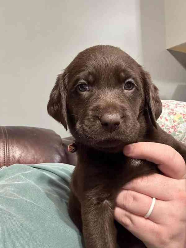 Labradorský retrívr - foto 3