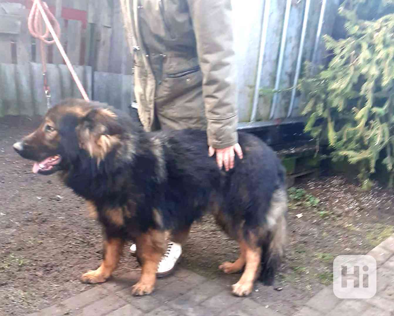 Německý ovčák - foto 1