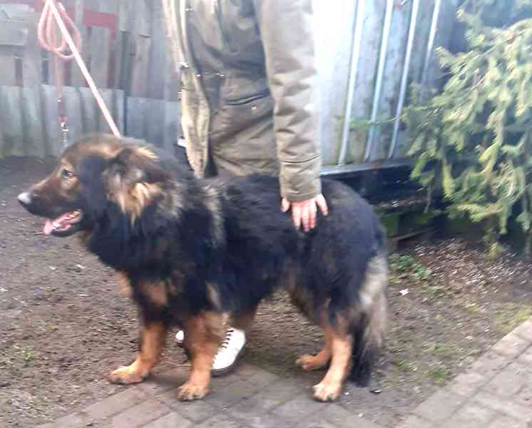 Německý ovčák - foto 1