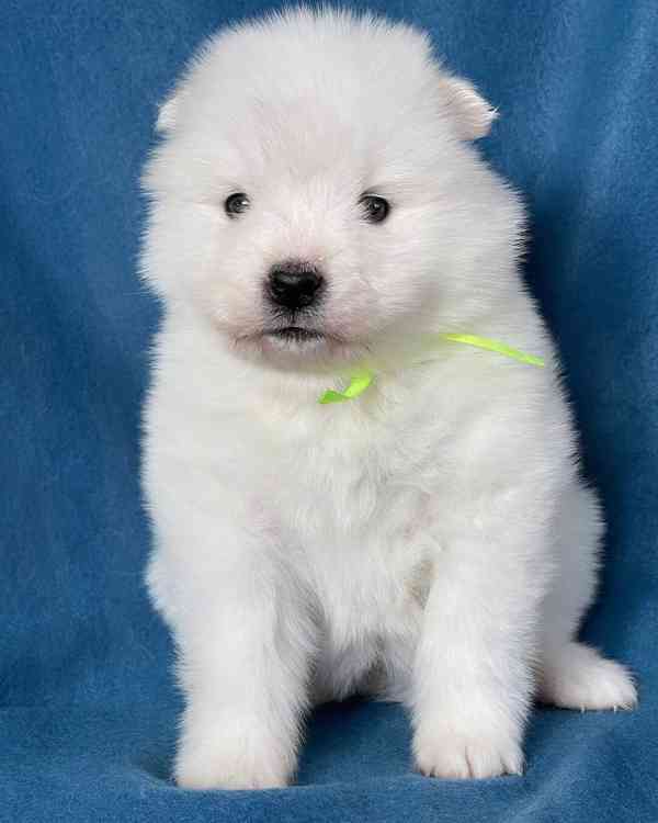Samojed k odběru - foto 1