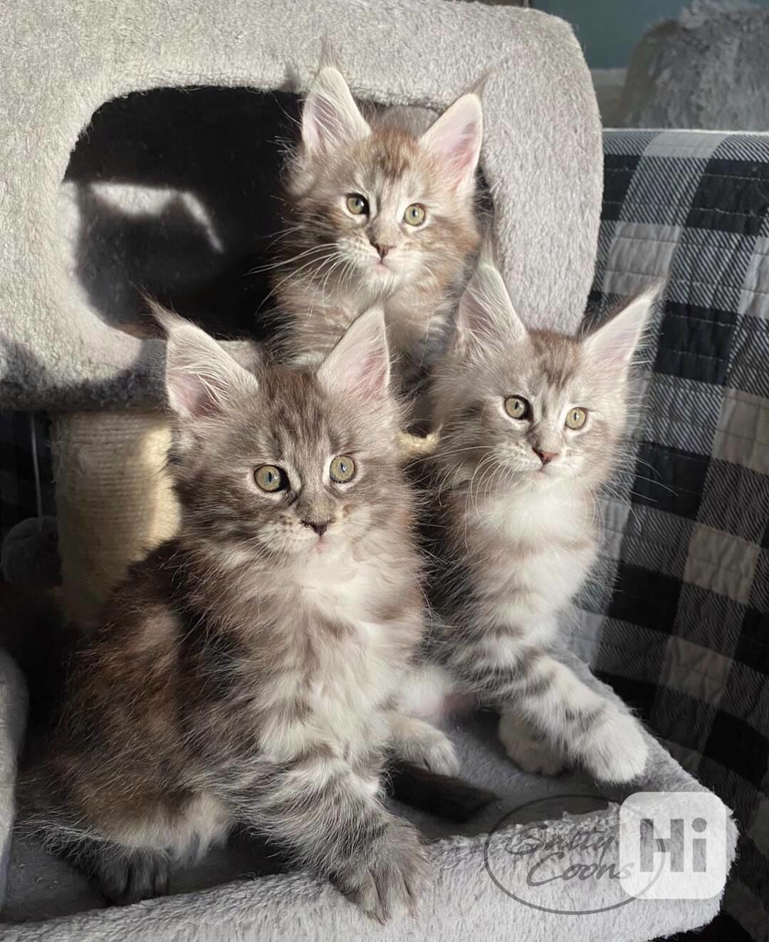 Čistokrevná mainská mývalí koťata k dispozici - foto 1