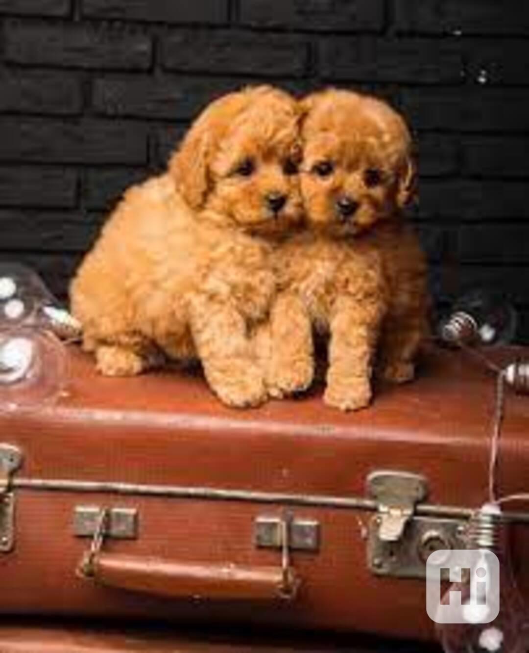 ŠTĚŇATA TOY PUDLŮ NA PRODEJ - foto 1