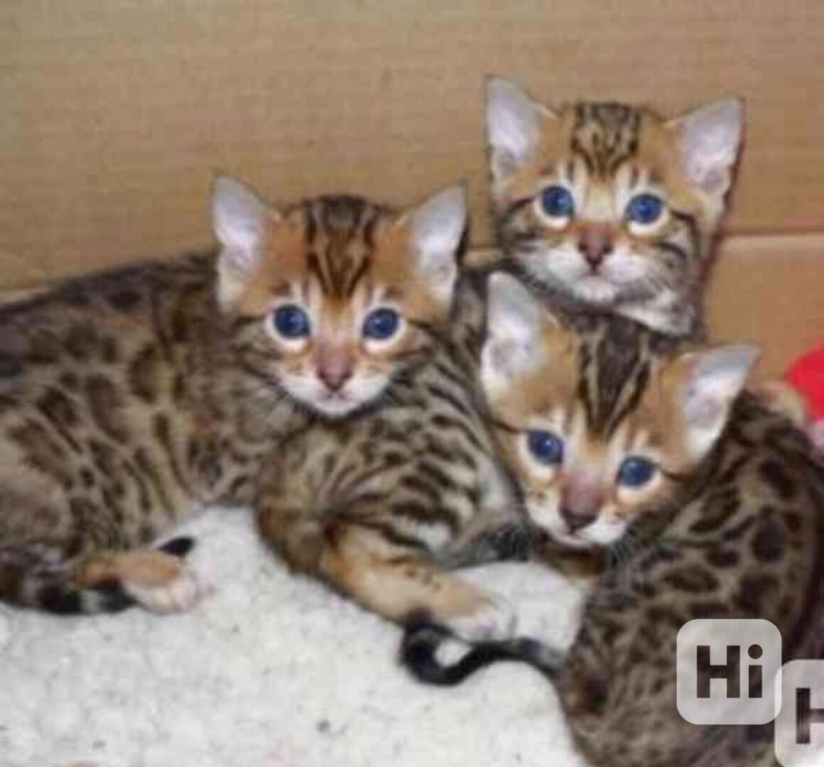 Bengálská koťata s pp - foto 1