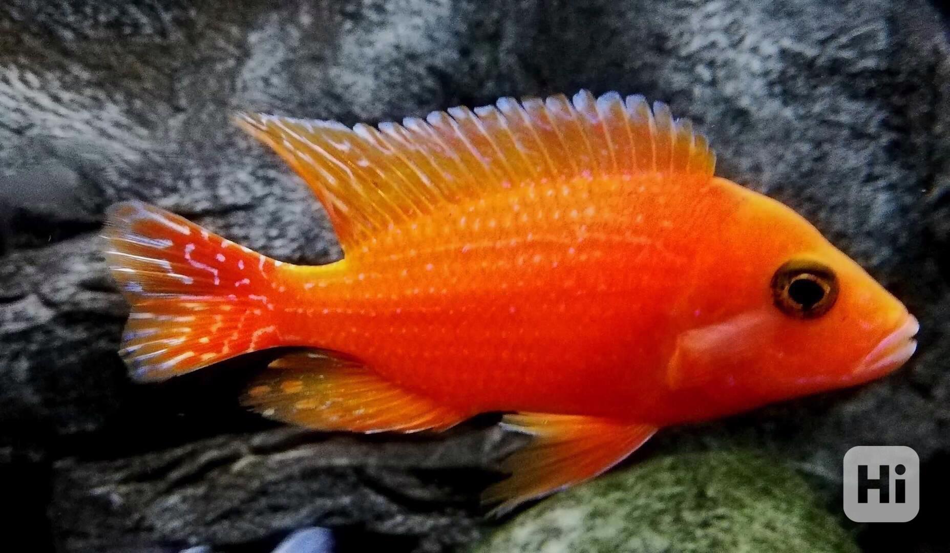 Tlamovci Malawi - foto 1