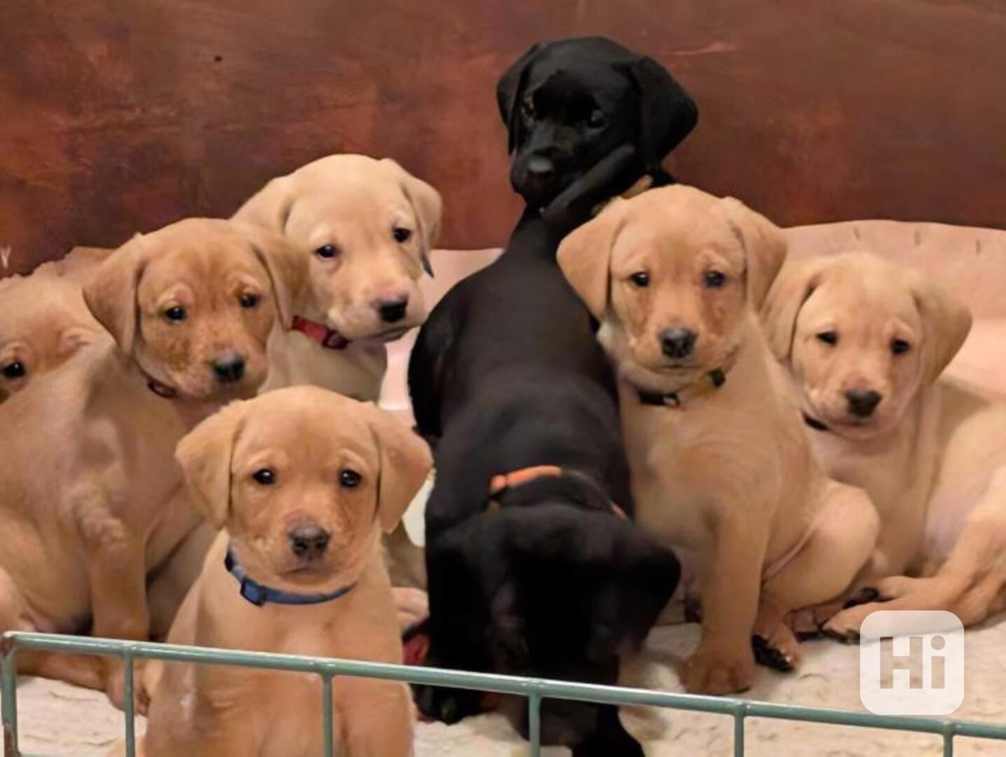 Labradorský retrívr - foto 1