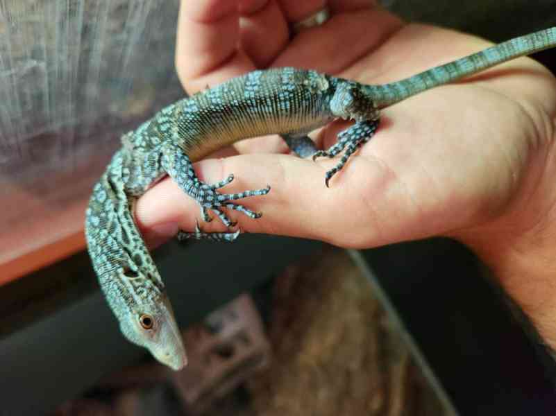 0.0.1 Varanus macraei